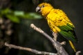 Ararajuba Guaruba guarouba or golden parakeet