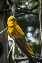 Ararajuba Guaruba guarouba or golden parakeet on a tree branch. Bird has yellow color. Royalty Free Stock Photo