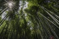 Arashiama bamboo forest, Japan Royalty Free Stock Photo