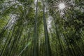 Arashiama Bamboo Forest, Kyoto Royalty Free Stock Photo