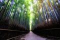 Arashiyama Bamboo Forest famous place Kyoto Japan Royalty Free Stock Photo