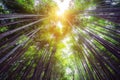 Arashiyama Bamboo Forest famous place Kyoto Japan Royalty Free Stock Photo