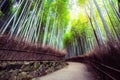 Arashiyama Bamboo Forest famous place Kyoto Japan Royalty Free Stock Photo