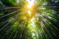 Arashiyama Bamboo Forest famous place Kyoto Japan Royalty Free Stock Photo