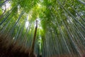 Arashiyama bamboo forest, Kyoto, Japan Royalty Free Stock Photo