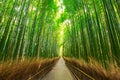 Arashiyama bamboo forest in Kyoto Royalty Free Stock Photo