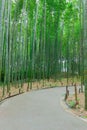 Arashiyama Bamboo Forest in Kyoto Japan. Beautiful bamboo background with natural scene Royalty Free Stock Photo