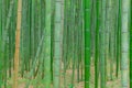 Arashiyama Bamboo Forest in Kyoto Japan. Beautiful bamboo background with natural scene Royalty Free Stock Photo