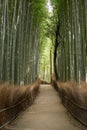 Arashiyama bamboo forest path in Kyoto Japan vertical Royalty Free Stock Photo