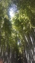 Arashiyama Bamboo Forest Plantion Grove, Kyoto, Japan Royalty Free Stock Photo