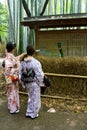 Arashiyama Bamboo Forest Royalty Free Stock Photo