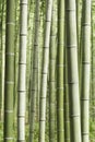 Arashiyama Bamboo Grove Japan Royalty Free Stock Photo