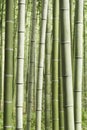 Arashiyama Bamboo Grove Japan