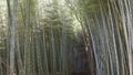 Arashiyama Bamboo Grove, Kyoto, Japan Royalty Free Stock Photo