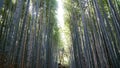 Arashiyama Bamboo Grove, Kyoto, Japan Royalty Free Stock Photo