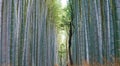 Arashiyama Bamboo Grove, Kyoto, Japan Royalty Free Stock Photo