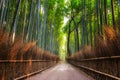 Arashiyama Bamboo Grove Royalty Free Stock Photo