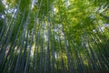 Arashiyama Bamboo Grove Royalty Free Stock Photo