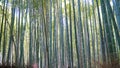 Arashiyama Bamboo Grove, Kyoto, Japan Royalty Free Stock Photo