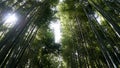 Arashiyama Bamboo Grove, Kyoto, Japan Royalty Free Stock Photo