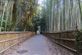 Arashiyama Bamboo Grove. A Mesmerizing Grove in Kyoto, Japan Royalty Free Stock Photo