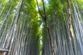 Arashiyama Bamboo Grove in Arashiyama in Kyoto, Japan. Royalty Free Stock Photo