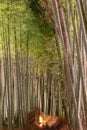 Arashiyama Bamboo Grove Zen garden light up at night Royalty Free Stock Photo