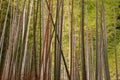 Arashiyama Bamboo Grove Zen garden light up at night Royalty Free Stock Photo