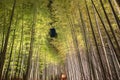 Arashiyama Bamboo Grove Zen garden light up at night Royalty Free Stock Photo