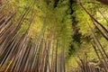 Arashiyama Bamboo Grove Zen garden light up at night Royalty Free Stock Photo