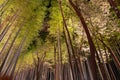 Arashiyama Bamboo Grove Zen garden light up at night Royalty Free Stock Photo