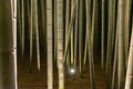 Arashiyama Bamboo Grove Zen garden light up at night Royalty Free Stock Photo