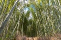 Arashiyama Bamboo Grove Zen garden, a natural forest of bamboo in Arashiyama, Kyoto Royalty Free Stock Photo