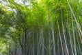 Arashiyama Bamboo Grove Zen garden, a natural forest of bamboo in Arashiyama, Kyoto Royalty Free Stock Photo