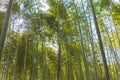 Arashiyama Bamboo Grove Zen garden, a natural forest of bamboo in Arashiyama, Kyoto Royalty Free Stock Photo