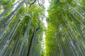 Arashiyama Bamboo Grove Zen garden, a natural forest of bamboo in Arashiyama, Kyoto Royalty Free Stock Photo