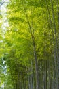 Arashiyama Bamboo Grove Zen garden, a natural forest of bamboo in Arashiyama, Kyoto Royalty Free Stock Photo
