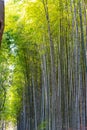 Arashiyama Bamboo Grove Zen garden, a natural forest of bamboo in Arashiyama, Kyoto Royalty Free Stock Photo