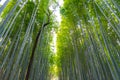 Arashiyama Bamboo Grove Zen garden, a natural forest of bamboo in Arashiyama, Kyoto Royalty Free Stock Photo