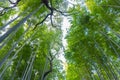 Arashiyama Bamboo Grove Zen garden, a natural forest of bamboo in Arashiyama, Kyoto Royalty Free Stock Photo