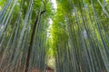 Arashiyama Bamboo Grove Zen garden, a natural forest of bamboo in Arashiyama, Kyoto Royalty Free Stock Photo