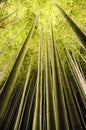 Arashiyama Bamboo park during illumination season