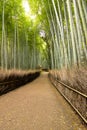 Arashiyama Bamboo Path, famous travel destination in Japan.