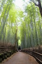 Arashiyama Bamboo Path, Japan Royalty Free Stock Photo