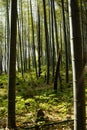 Arashiyama Bambou Forest