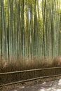 Arashiyama mountain Kyoto Japan famous landmark for tourist with bamboo forest