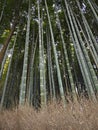 Arashiyama-Sagano Bamboo Forest, Kyoto, Japan Royalty Free Stock Photo