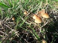 Arasmius oreades native to North america europe mushroom