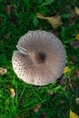 ?arasol mushroom (Macrolepiota procera), in the grass on a sunny day.