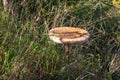 ?arasol mushroom (Macrolepiota procera), in the grass on a sunny day.
